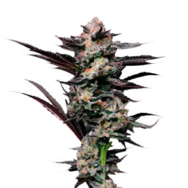 Mavericks  Genetics  Cannabis  Seeds  Girl  Scout  Cookies
