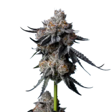 Mavericks  Genetics  Cannabis  Seeds  Gorilla  Glue 4