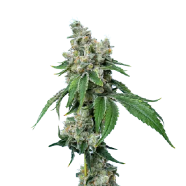 Mavericks  Genetics  Cannabis  Seeds  Grandiflora  Guava