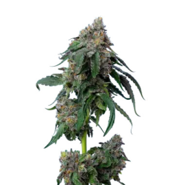 Mavericks  Genetics  Cannabis  Seeds  Gush  Mints