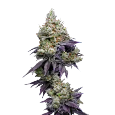 Mavericks  Genetics  Cannabis  Seeds  Jasmine  Panna  Cotta