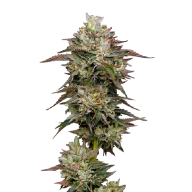 Mavericks  Genetics  Cannabis  Seeds  Kiwi  X  Cookie  Dog  Auto