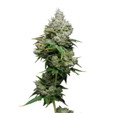 Mavericks  Genetics  Cannabis  Seeds  Kiwi  X  Papaya