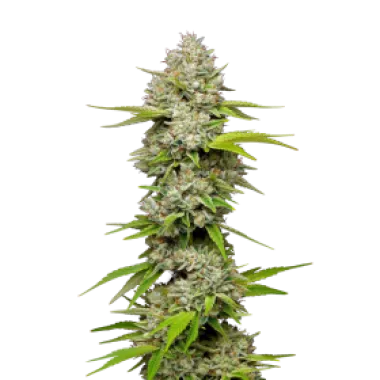 Mavericks  Genetics  Cannabis  Seeds  Lemon  Blueberry