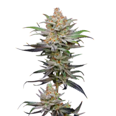 Mavericks  Genetics  Cannabis  Seeds  Lime  Spritzer  Auto