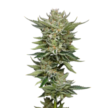 Mavericks  Genetics  Cannabis  Seeds  Marathon  Og