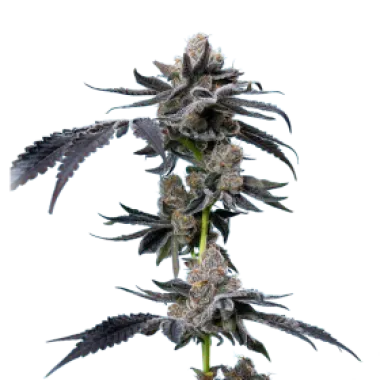 Mavericks  Genetics  Cannabis  Seeds  Motor  Breath