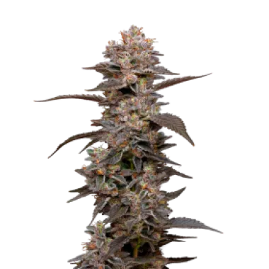 Mavericks  Genetics  Cannabis  Seeds  Munyunz