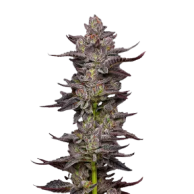 Mavericks  Genetics  Cannabis  Seeds  Oreoz
