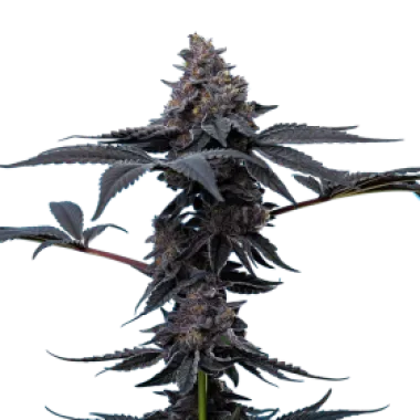 Mavericks  Genetics  Cannabis  Seeds  Peanut  Butter  Breath