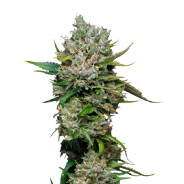 Mavericks  Genetics  Cannabis  Seeds  Permanent  Marker