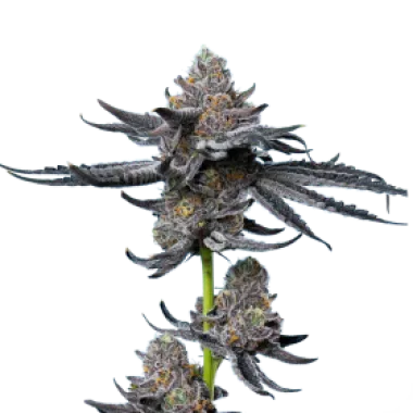 Mavericks  Genetics  Cannabis  Seeds  Platinum  Og