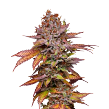 Mavericks  Genetics  Cannabis  Seeds  Poison  Runtz