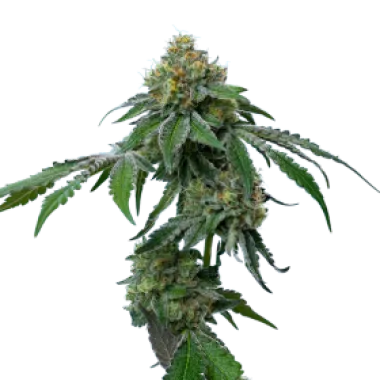 Mavericks  Genetics  Cannabis  Seeds  Rs11