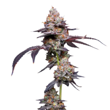 Mavericks  Genetics  Cannabis  Seeds  Thin  Mint  Auto