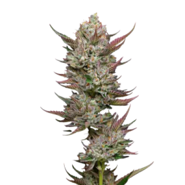 Mavericks  Genetics  Cannabis  Seeds  Tropicana  Cherry