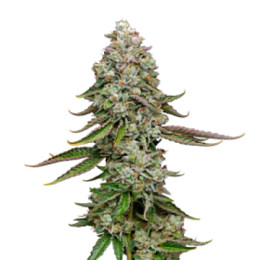 Mavericks  Genetics  Cannabis  Seeds  True  Og