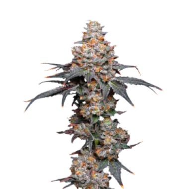 Mavericks  Genetics  Cannabis  Seeds  Zerealz