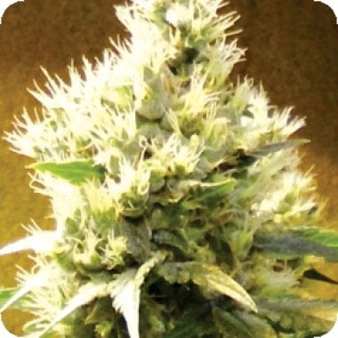 Medicann Cannabis Seeds Afghani