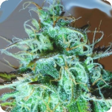Medicann Cannabis Seeds Black Afghani Kush