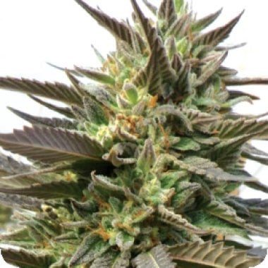 Medicann Cannabis Seeds Blue Blood