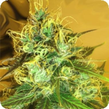 Medicann Cannabis Seeds Blue Mountain Durban