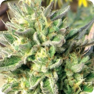 Medicann Cannabis Seeds Chem Dawg