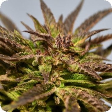 Medicann Cannabis Seeds Gelato