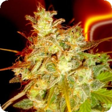 Medicann Cannabis Seeds Mazari Grape
