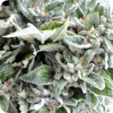 Medicann Cannabis Seeds Og Kush