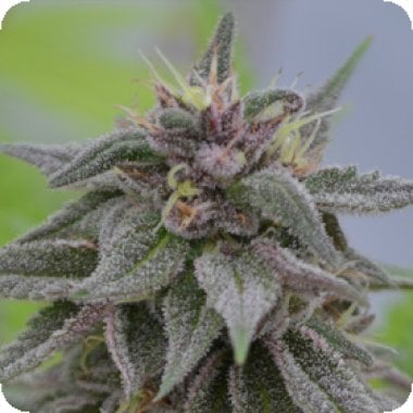 Medicann Cannabis Seeds Peach Candy