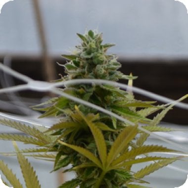 Medicann Cannabis Seeds Sfv Og Kush