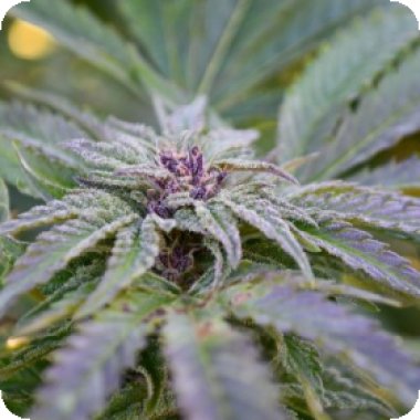 Medicann Cannabis Seeds Strawberry Banana