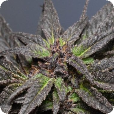 Medicann Cannabis Seeds Wedding Cake
