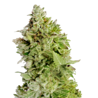 Mega  Buds  Cannabis  Seeds  Beast  Mode  Auto