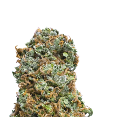 Mega  Buds  Cannabis  Seeds  Big  Bruce