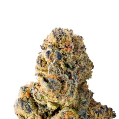 Mega Buds Cannabis Seeds Colossal Purps