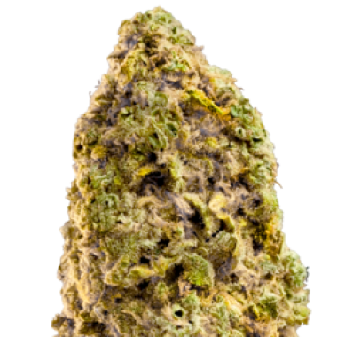 Mega  Buds  Cannabis  Seeds  Fast  Master