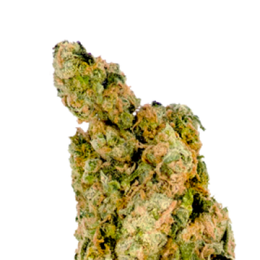 Mega  Buds  Cannabis  Seeds  Giant  Skittlez