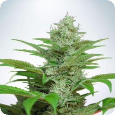 Ministry Of Cannabis Seeds Auto Cbd Star