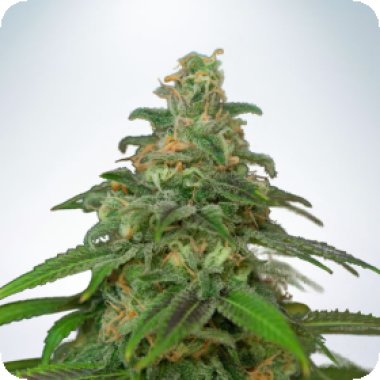 Ministry Of Cannabis Seeds Auto Mandarin Haze