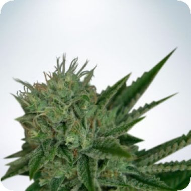 Ministry Of Cannabis Seeds Auto Northern Lights