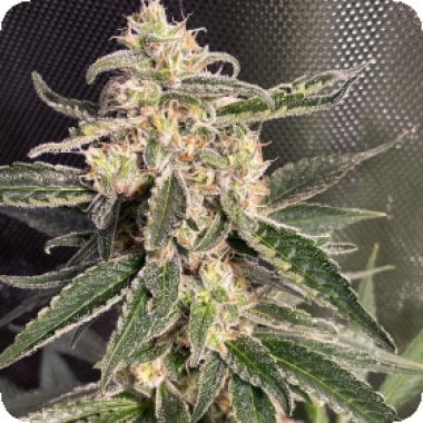 Ministry Of Cannabis Seeds Auto Sweet Donkey