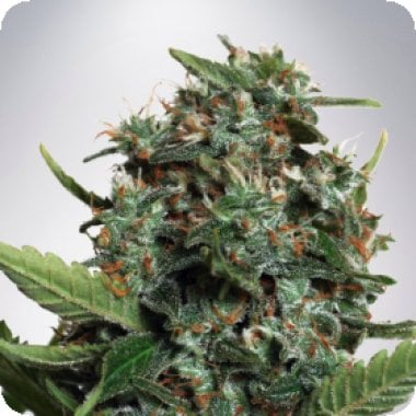 Ministry  Of  Cannabis  Seeds  Autopilot  Xxl