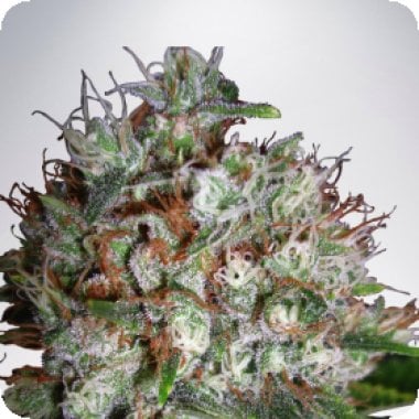 Ministry Of Cannabis Seeds Big Bud Xxl