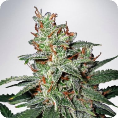 Ministry Of Cannabis Seeds Carnival