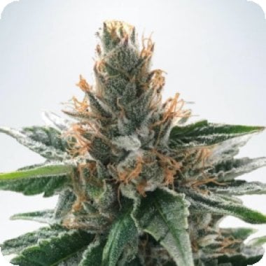 Ministry Of Cannabis Seeds God S Glue
