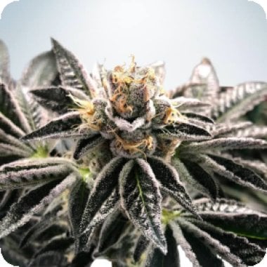 Ministry  Of  Cannabis  Seeds  Mandarin  Gelato