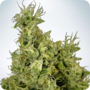 Ministry Of Cannabis Seeds Mandarin Haze