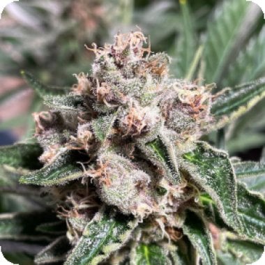Ministry Of Cannabis Seeds Mars Mellow
